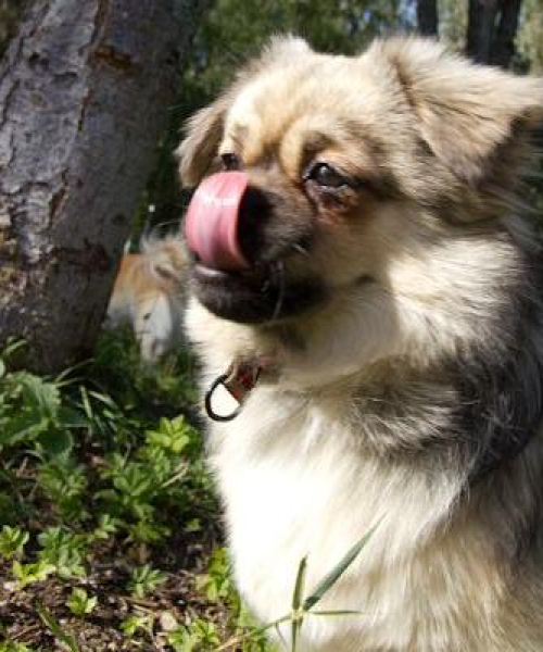 全球猎犬品种排名前十名